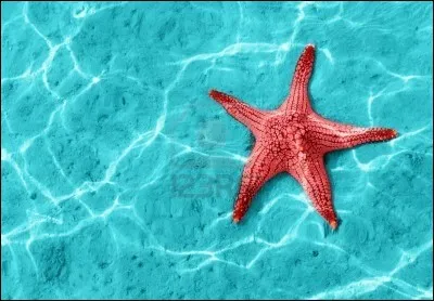 Comment s'appelle ceci en espagnol ?