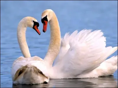 Comment s'appelle ceci en espagnol ?