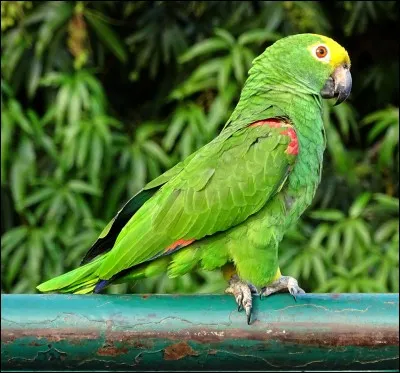 Comment s'appelle ceci en espagnol ?