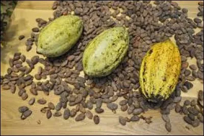 Comment s'appelle l'arbre qui produit les coques de cacao ?