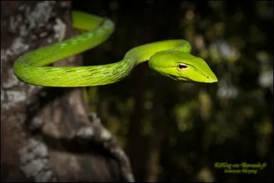 As-tu peur des serpents ?