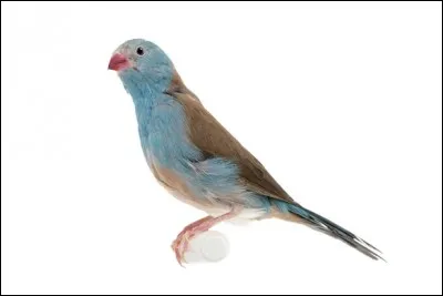 Quel est le nom de cet oiseau exotique ?