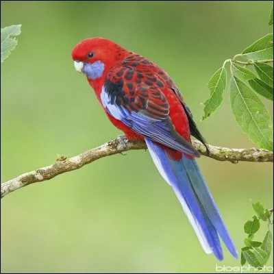 Quel est cet oiseau ?