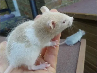 Quel est cet adorable animal ?