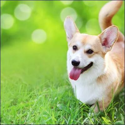 Comment s'appelle cet animal ?