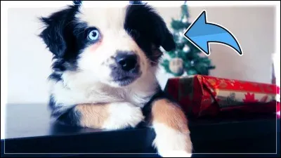 Comment s'appelle sa chienne ?