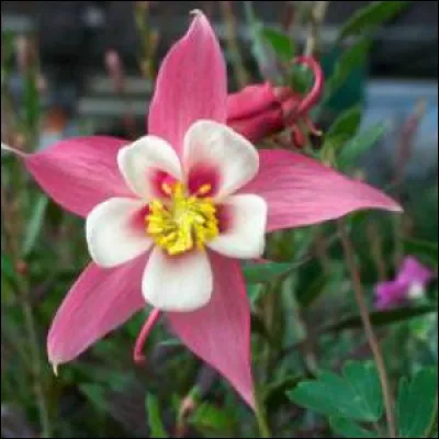 Qu'est-ce que c'est ?