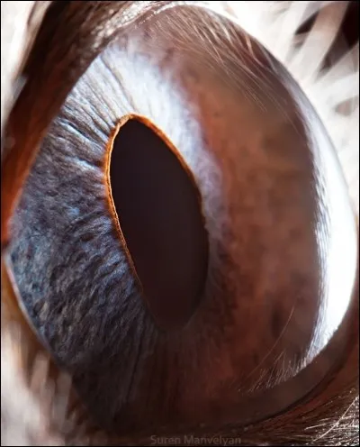 Qu'est-ce que c'est ?