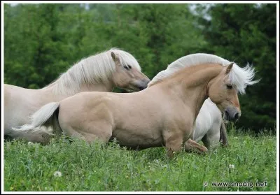 Quelle est cette race ?