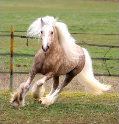 Quelle est la race de ce magnifique cheval ?