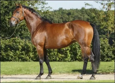 Quelle est cette race ?