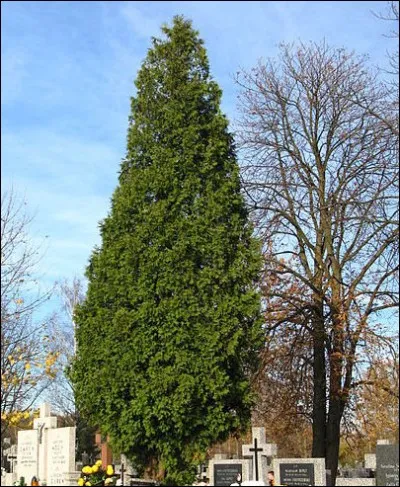 Il peut atteindre une hauteur et une largeur de ...