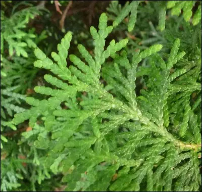 Les feuilles sont de couleur ...