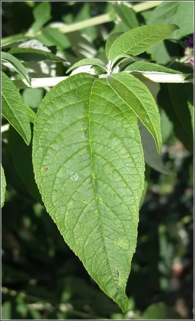 Comment sont positionnées les feuilles ?
