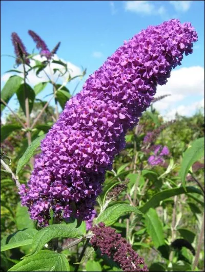 Les fleurs de ce végétal sont :