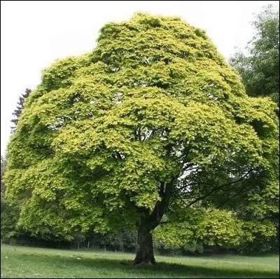 Ce végétal a un port