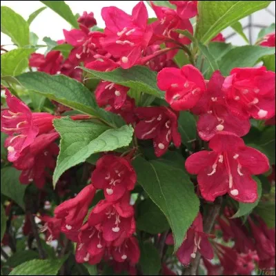 Ses fleurs apparaissent :