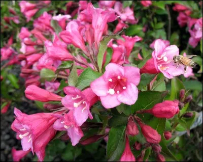 Ce végétal est un :