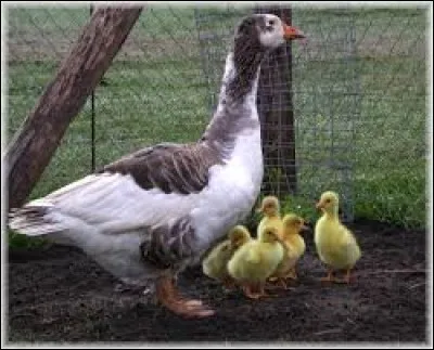 Commet appelle-t-on le petit de l'oie ?