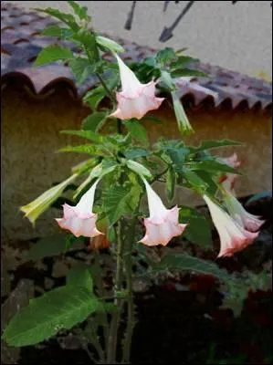 Quelle est cette fleur ?