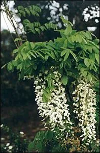 Quelle est cette fleur ?