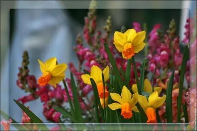 Quelle est cette fleur ?