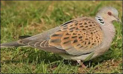 Quel est cet oiseau commun ?