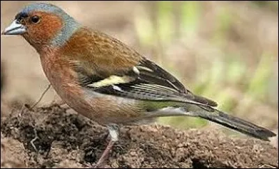 Quel est cet oiseau commun ?