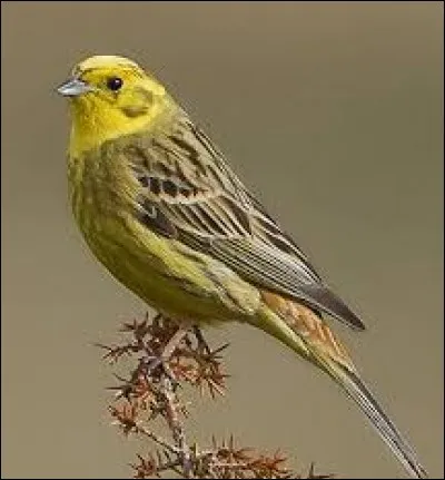 Quel est cet oiseau commun ?