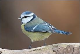 Quiz Oiseaux