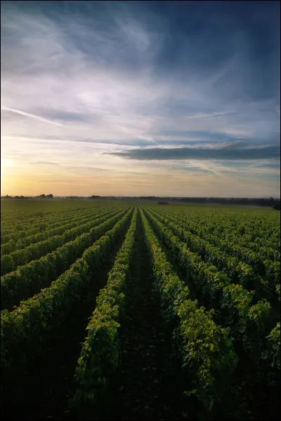 Il est un autre vin bourguignon excellent, le Chassagne-Montrachet. Comment le prononce-t-on ?