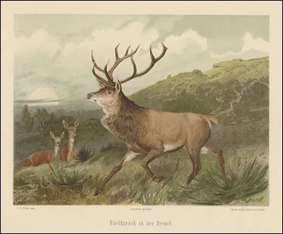 Il est un noble animal à cornes des forêts, le cerf, dont le nom se prononce... ?