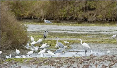 Combien existe-t-il d'esp&egrave;ces de cormorans ?