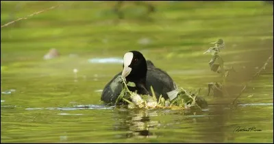 &Agrave; quelle profondeur, en m&egrave;tres, plonge une foulque macroule ?