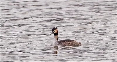 Le gr&egrave;be hupp&eacute; est c&eacute;l&egrave;bre pour...