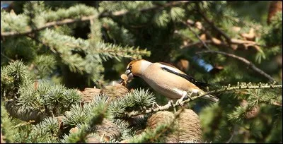 Comment s'appelle cet oiseau ?