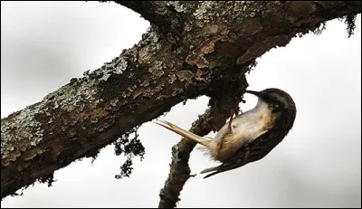 Cet oiseau est un grimpereau...