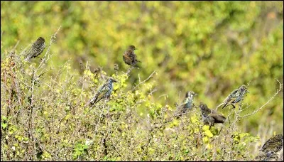 L'&eacute;tourneau sansonnet peut migrer sur..