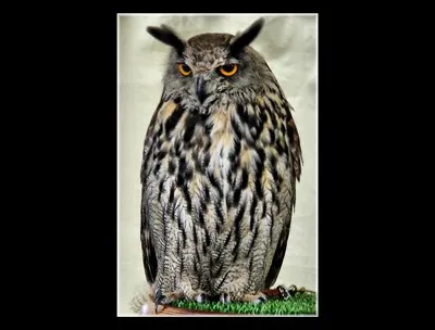 Quel est le nom de ce hibou ?