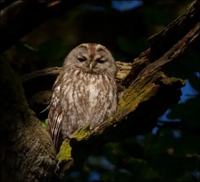 Quel est le nom de cette chouette ?