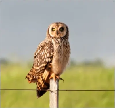 Quel est le nom de ce hibou ?