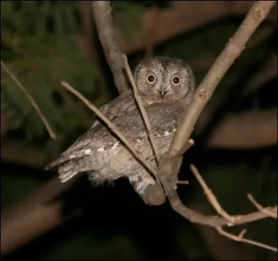 Quel est le nom de ce hibou ?