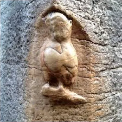 Quel est le nom de cette chouette qui se trouve à Dijon ?