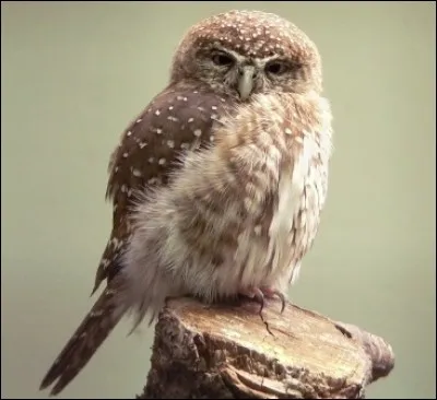 Quel est le nom de cette chouette ?