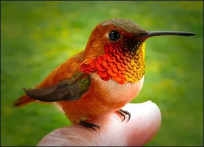 Chanson de Gold : ... abandonné !