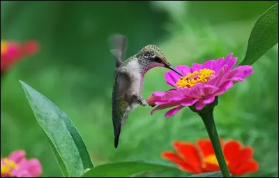 Chanson de Téléphone : ... c'est vraiment toi !