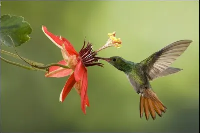 Chanson de Raphael : Je suis né dans ...