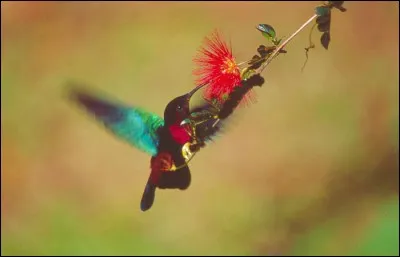 Chanson de Phil Collins : ... stop loving you !