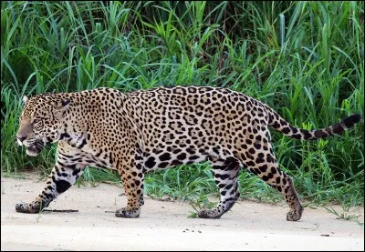 Et celui-là, quel est-il ?