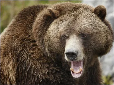 Et celui-là, quel est-il ?